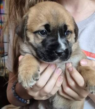 Labrador Retriever Dogs Available for Adoption in The Woodlands, Texas - Grace | PetCurious