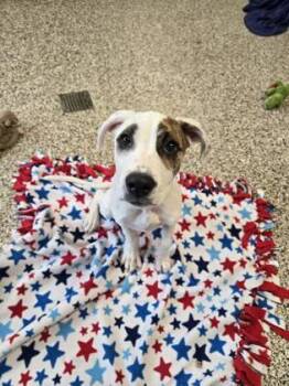Capri -  Pit Bull Terrier and Mixed Breed Dog for Adoption in Westland, Michigan - Capri | PetCurious