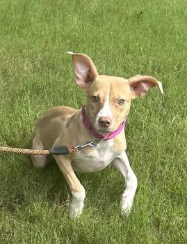 Dixie -  Terrier Dog for Adoption in Horn Lake, Mississippi - Dixie | PetCurious
