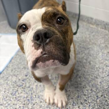 Tonya -  Mixed Breed Dog for Adoption in Greenville, South Carolina - Tonya | PetCurious