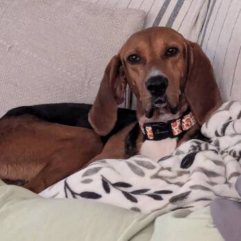 Rescue Coonhound Dogs for Adoption in Beulaville, North Carolina - Runner | PetCurious