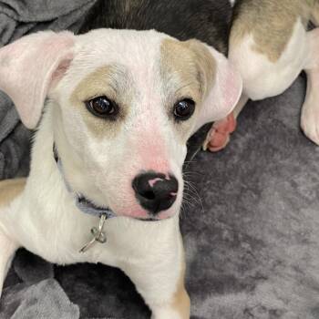 Hound Dogs Available for Adoption - Leia | PetCurious