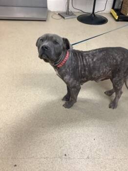 Rescue Pit Bull Terrier and Mixed Breed Dogs for Adoption in Fort Worth, Texas - Jazzie | PetCurious