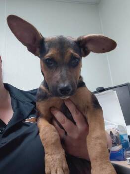 Belle -  Shepherd Dog for Adoption in Tulare, California - Belle | PetCurious