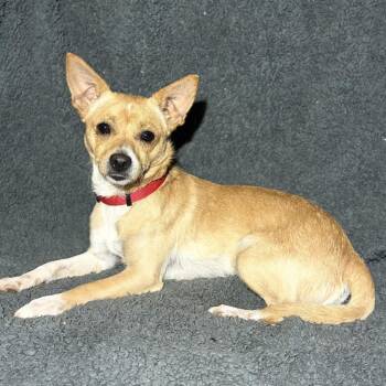 Moose -  Chihuahua Dog for Adoption in Pelham, New Hampshire - Moose | PetCurious