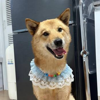 Siho -  Shiba Inu and Jindo Dog for Adoption in Danvers, Massachusetts - Siho | PetCurious