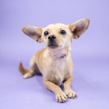 Sketchers -  Chihuahua Dog for Adoption in Portland, Oregon - Sketchers | PetCurious