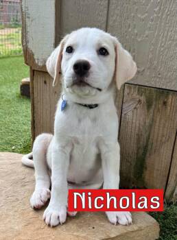 Nicholas -  Labrador Retriever Dog for Adoption in Fort Worth, Texas - Nicholas | PetCurious