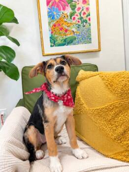 Pepper The Newest Spice Girl -  Catahoula Leopard Dog and Mixed Breed Dog for Adoption in Friendswood, Texas - Pepper The Newest Spice Girl | PetCurious