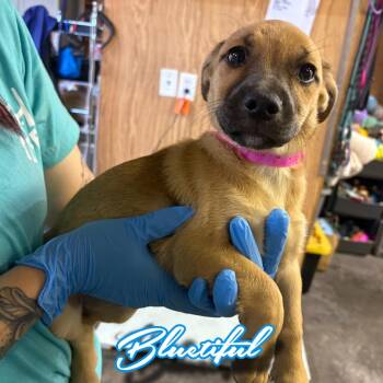 Bluetiful -  Shepherd and Mixed Breed Dog for Adoption in Hillsboro, Ohio - Bluetiful | PetCurious