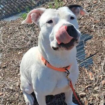 Madam Tootsie -  Bull Terrier and Mixed Breed Dog for Adoption in West Palm Beach, Florida - Madam Tootsie | PetCurious