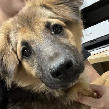 Shepherd and Mixed Breed Dogs Available for Adoption in Yuma, Arizona - Ope | PetCurious