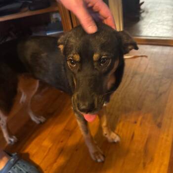 Bishop -  Mixed Breed Dog for Adoption in Columbus, Georgia - Bishop | PetCurious