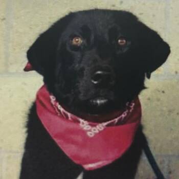 Beau -  Labrador Retriever and Mixed Breed Dog for Adoption in Wilmington, Delaware - Beau | PetCurious