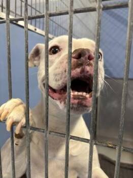 Pit Bull Terrier and Boxer Dogs Available for Adoption - BLUE | PetCurious