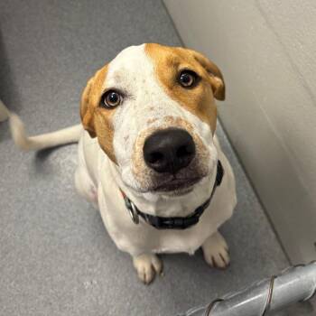 Ducky -  Hound and Mixed Breed Dog for Adoption in Evansville, Indiana - Ducky | PetCurious