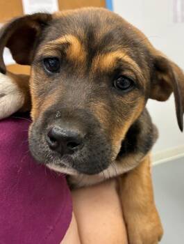 Terrier and Hound Dogs Available for Adoption in Hartsville, South Carolina - Natalie (Nx3) | PetCurious