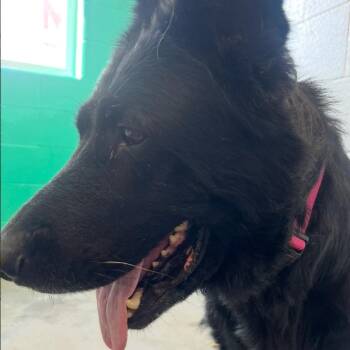 Svet -  Shepherd and Mixed Breed Dog for Adoption in Pittsburgh, Pennsylvania - Svet | PetCurious
