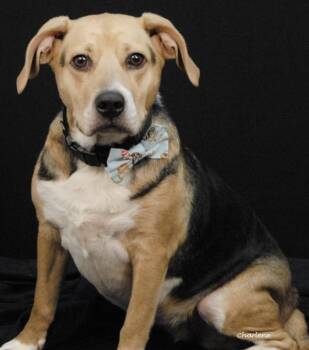 Beagle Dogs Available for Adoption in Newland, North Carolina - Carly | PetCurious