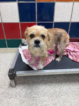 Rescue Terrier and Mixed Breed Dogs for Adoption in Houston, Texas - Jesus | PetCurious