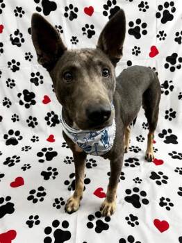 BELLA -  Mixed Breed Dog Available for Adoption in Dallas, Texas - BELLA | PetCurious