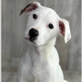 Labrador Retriever and Dogue De Bordeaux Dogs Available for Adoption - Honeybun | PetCurious