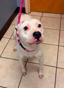 ORCHID -  Terrier Dog for Adoption in Holbrook, New York - ORCHID | PetCurious