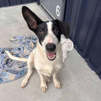 Precious -  Cattle Dog Dog for Adoption in Chicago, Illinois - Precious | PetCurious