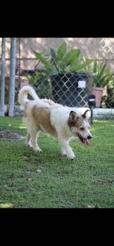 Rescue Terrier Dogs for Adoption in Humacao, Humacao - Benji Boy | PetCurious