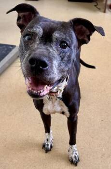 NOVA -  Labrador Retriever and Mixed Breed Dog for Adoption in Derwood, Maryland - NOVA | PetCurious