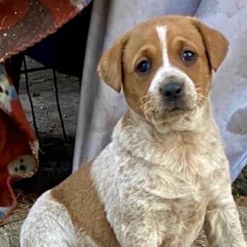 Cattle Dog and Mixed Breed Dogs Available for Adoption in Briarcliff Manor, New York - Caramel | PetCurious