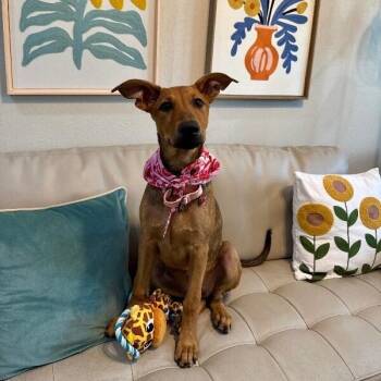 Elara Crawford -  Doberman Pinscher and Shepherd Dog for Adoption in Friendswood, Texas - Elara Crawford | PetCurious