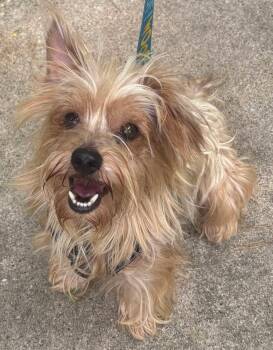Porter -  Silky Terrier Dog for Adoption in The Woodlands, Texas - Porter | PetCurious