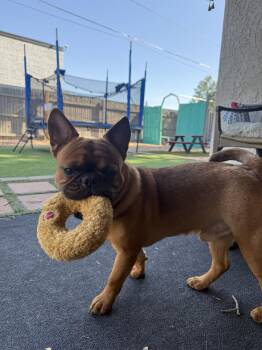 Hank -  French Bulldog Dog for Adoption in Scottsdale, Arizona - Hank | PetCurious