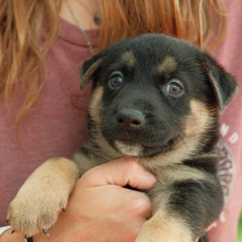 Caesar -  Mixed Breed Dog for Adoption in Buffalo, Minnesota - Caesar | PetCurious