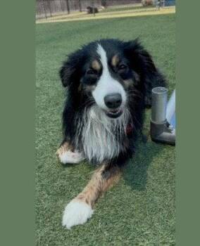 Moose CA -  Australian Shepherd Dog for Adoption in Hillside, Illinois - Moose CA | PetCurious