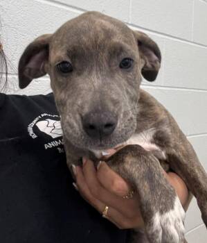 Rescue Pit Bull Terrier and Mixed Breed Dogs for Adoption in Salisbury, North Carolina - JENNY | PetCurious