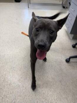 Gold -  Mixed Breed Dog for Adoption in Lafayette, Indiana - Gold | PetCurious