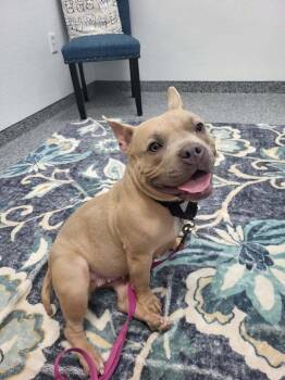 French Bulldog and Pit Bull Terrier Dogs Available for Adoption in Irwin, Pennsylvania - Tulip | PetCurious