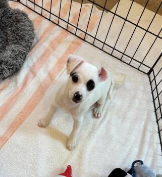 Cammy 3299 -  Chihuahua Dog for Adoption in Boca Raton, Florida - Cammy 3299 | PetCurious