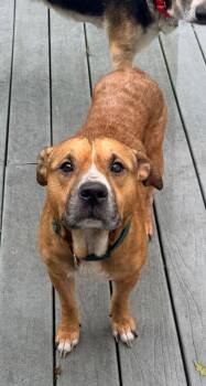 Junior -  American Bulldog and Mixed Breed Dog for Adoption in St. Augustine, Florida - Junior | PetCurious