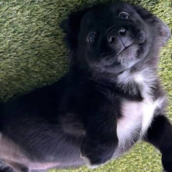 Mixed Breed Dogs Available for Adoption in New York, New York - Shang (p) | PetCurious