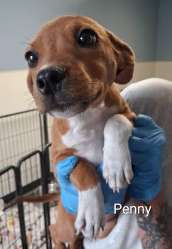 Penny -  Labrador Retriever Dog for Adoption in Maynardville, Tennessee - Penny | PetCurious