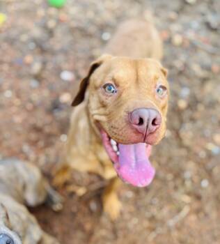 Gibson -  Mixed Breed Dog for Adoption in Rogers, Arkansas - Gibson | PetCurious