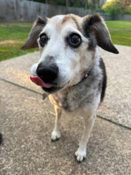 Sadie -  Beagle Dog for Adoption in Painesville, Ohio - Sadie | PetCurious