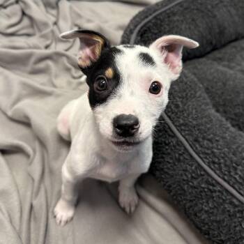 Aqua -  Australian Cattle Dog Blue Heeler Dog for Adoption in Ridgway, Colorado - Aqua | PetCurious