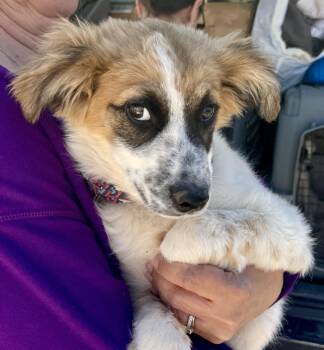 Australian Shepherd Dogs Available for Adoption - Nibs | PetCurious