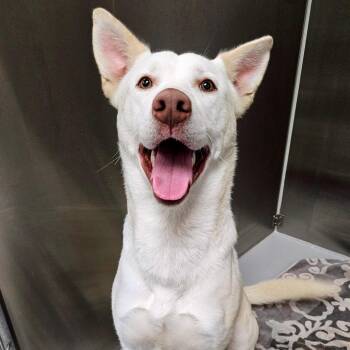 White German Shepherd Dogs Available for Adoption - Hades | PetCurious