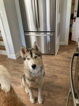 Siberian Husky Dogs Available for Adoption - Sir Max Of Tundra | PetCurious