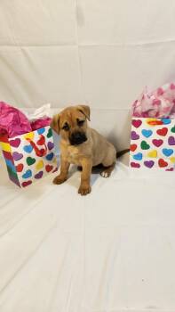 German Shepherd Dog Dogs Available for Adoption - Esme AL | PetCurious